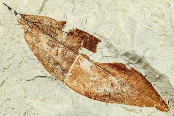 Miocene Fossil Leaf (Cinnamomum) - Augsburg, Germany #254112